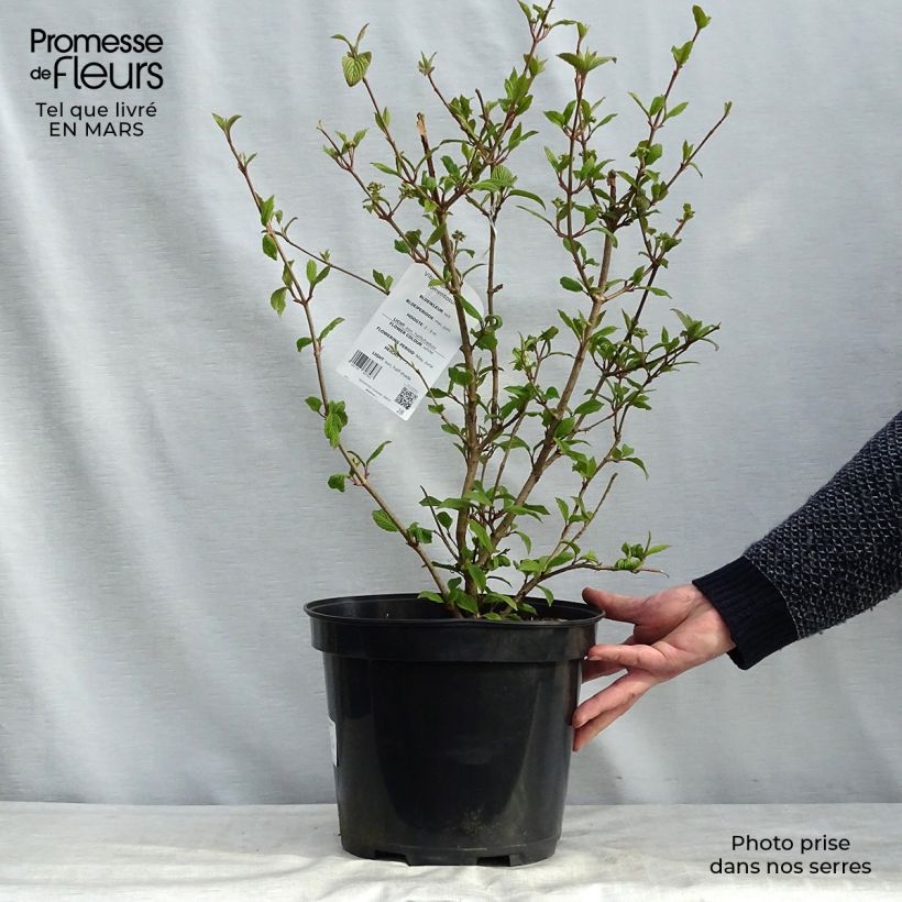 Viburnum plicatum Tomentosum - Viburno de China Maceta 7,5L/10L Ejemplar entregado en invierno