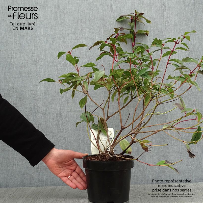 Viburnum davidii Angustifolium - Viburno chino Maceta 3L/4L Ejemplar entregado en invierno