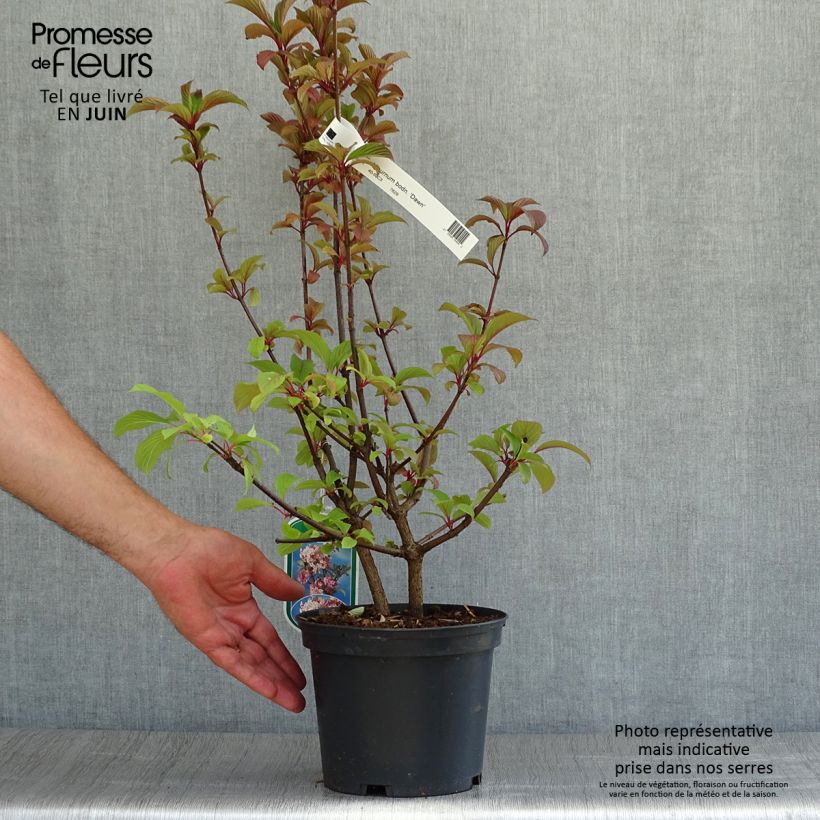Ejemplar de Viburnum bodnantense Dawn - Viburno Maceta 2L/3L entregado en verano