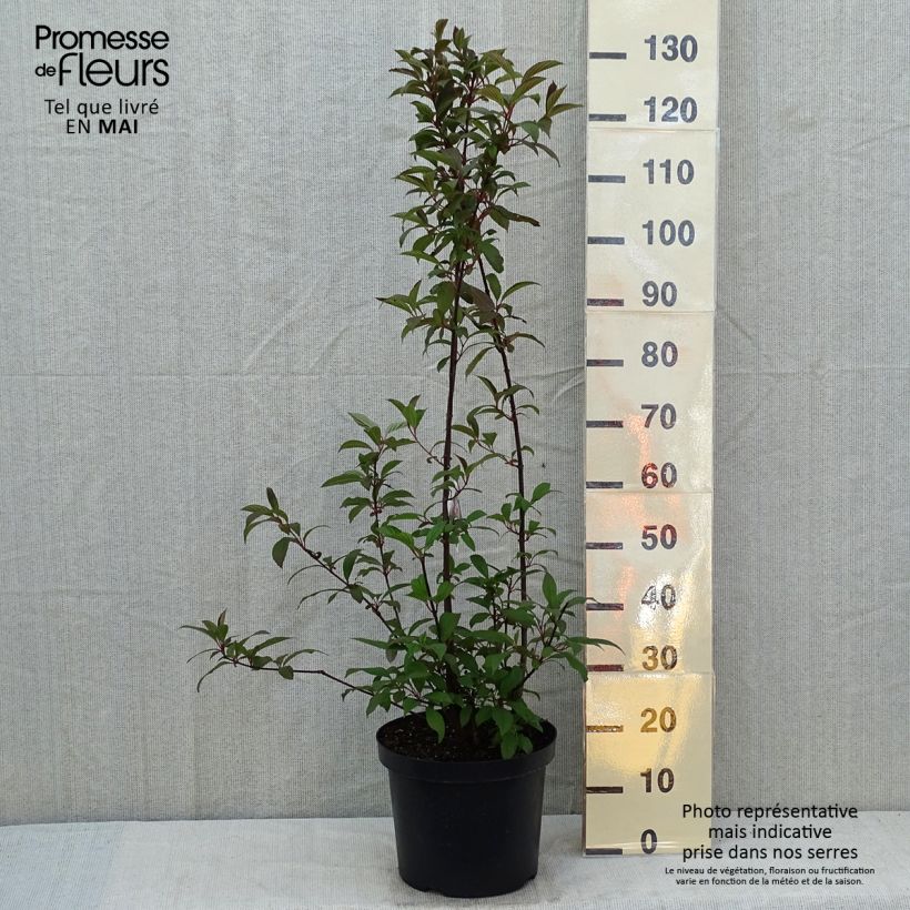 Viburnum bodnantense Dawn - Viburno Maceta 6L/7L Ejemplar entregado en la primavera