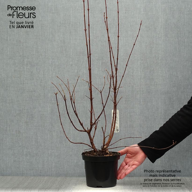 Viburnum farreri - Viburno Maceta 2L/3L Ejemplar entregado en invierno
