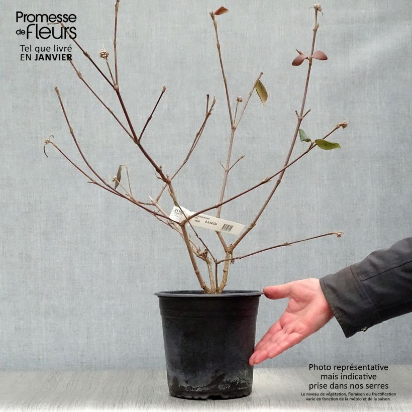 Viburnum burkwoodii Mohawk - Viburno Maceta 4L/5L Ejemplar entregado en invierno