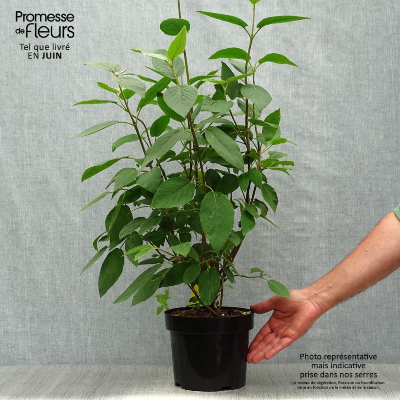 Ejemplar de Viburnum lantana Mohican - Morrionera Maceta 3L/4L entregado en verano