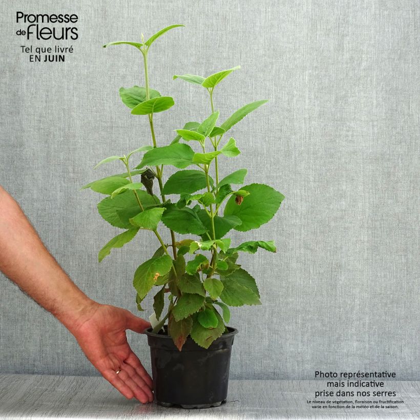 Ejemplar de Viburnum lantana - Morrionera Maceta 1,5L/2L entregado en verano