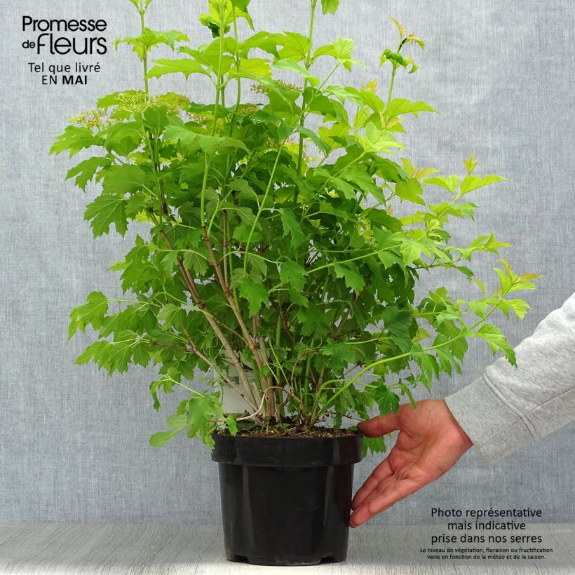 Viburnum opulus Park Harvest Maceta 2L/3L Ejemplar entregado en la primavera