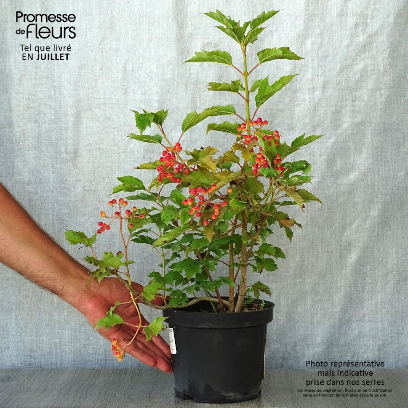 Ejemplar de Viburnum opulus Compactum Maceta 3L/4L entregado en verano