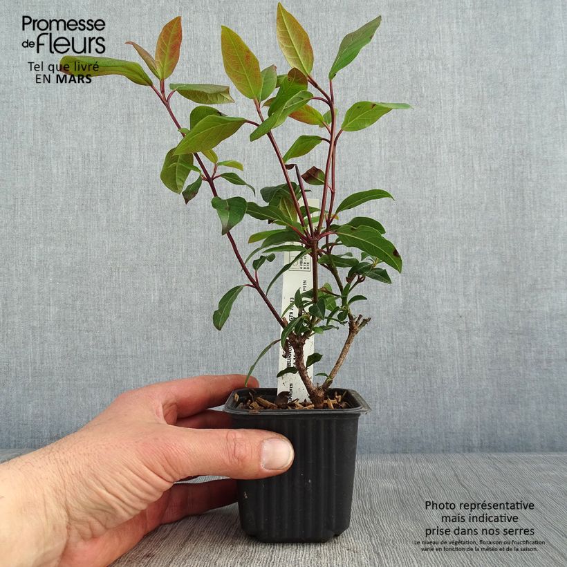 Viburnum opulus Compactum Maceta de 8/9 cm Ejemplar entregado en invierno