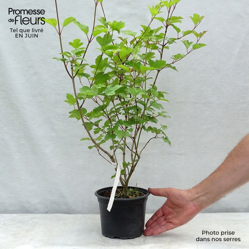 Ejemplar de Bola de nieve - Viburnum opulus Maceta 2L/3L entregado en verano