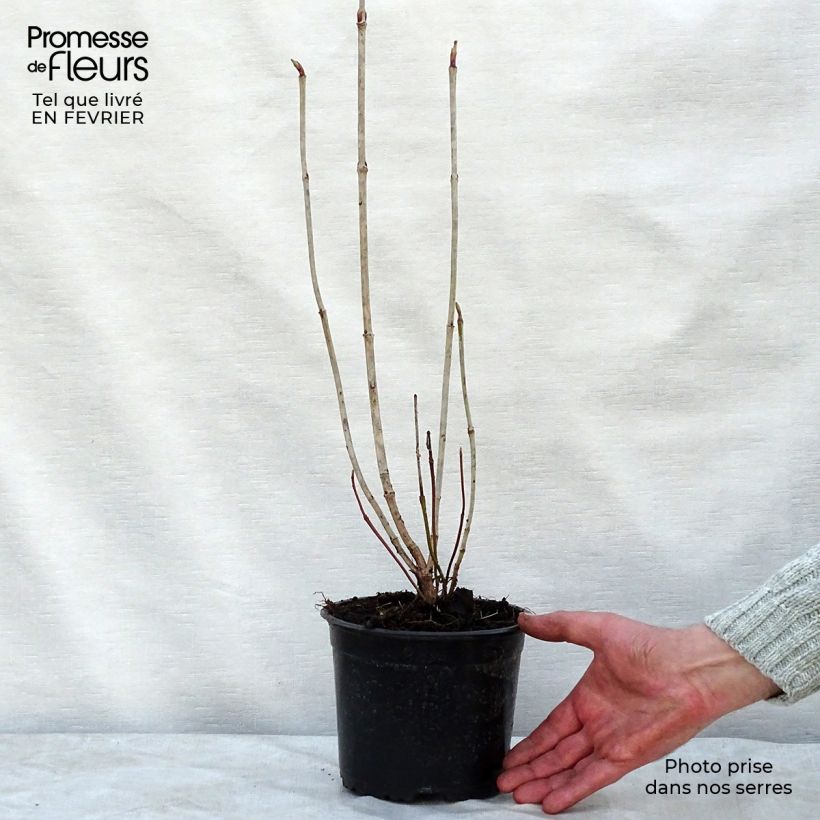 Bola de nieve - Viburnum opulus Maceta 2L/3L Ejemplar entregado en invierno