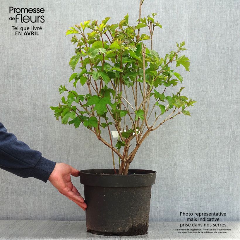 Bola de nieve - Viburnum opulus Maceta 7,5L/10L Ejemplar entregado en la primavera