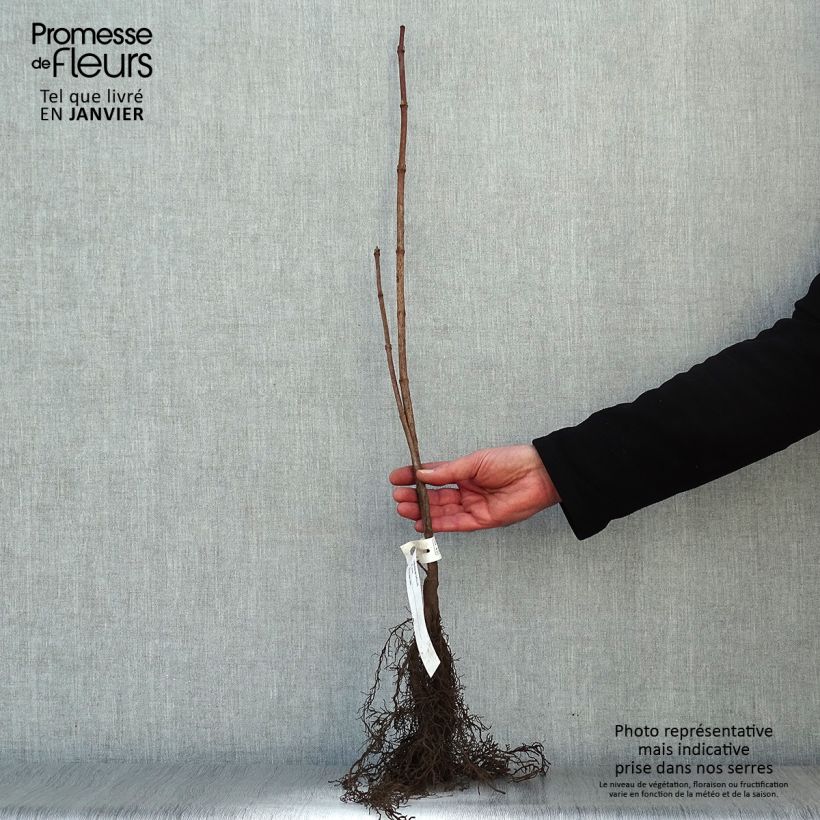 Bola de nieve - Viburnum opulus Raíces desnudas Ejemplar entregado en invierno