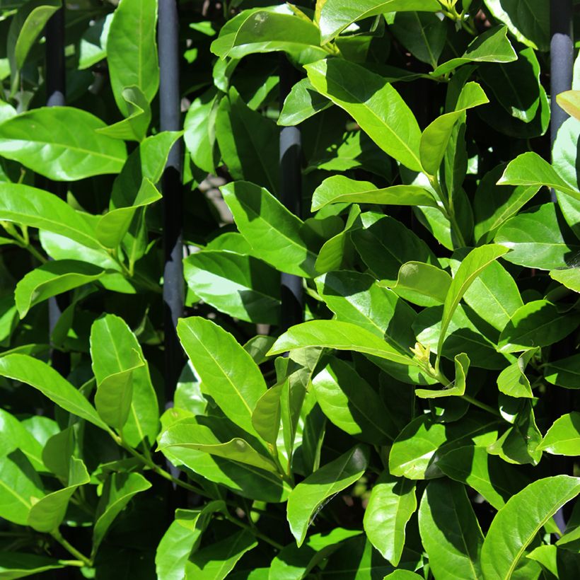 Viburnum odoratissimum - Viburno (Follaje)