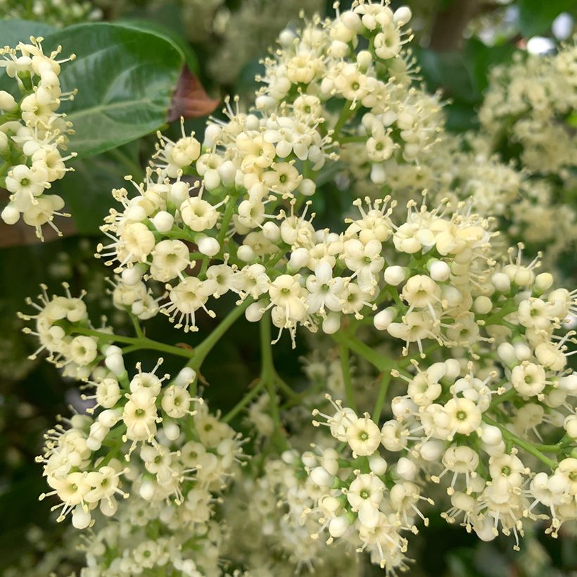 Viburnum odoratissimum - Viburno (Floración)