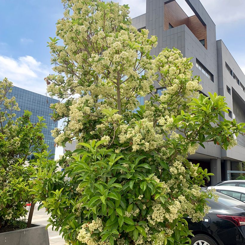 Viburnum odoratissimum - Viburno (Porte)