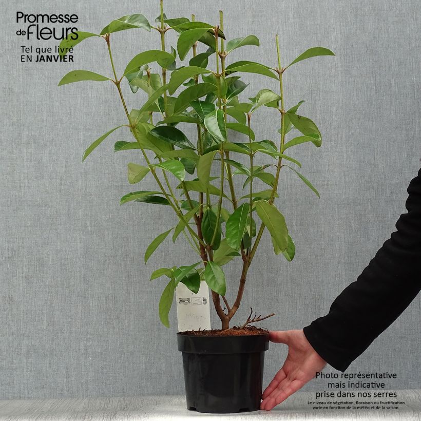 Viburnum odoratissimum - Viburno Maceta 2L/3L Ejemplar entregado en invierno