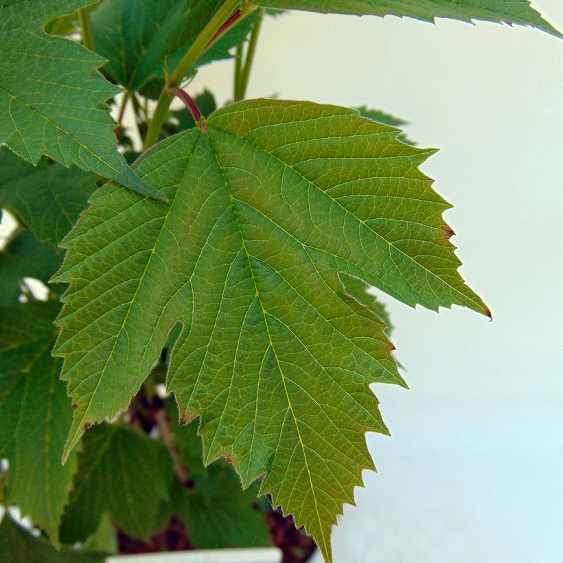 Viburnum trilobum Bailey Compact - Viburno (Follaje)
