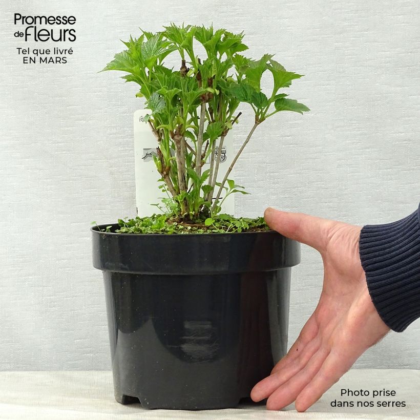 Viburnum trilobum Bailey Compact - Viburno Maceta 3L/4L Ejemplar entregado en la primavera