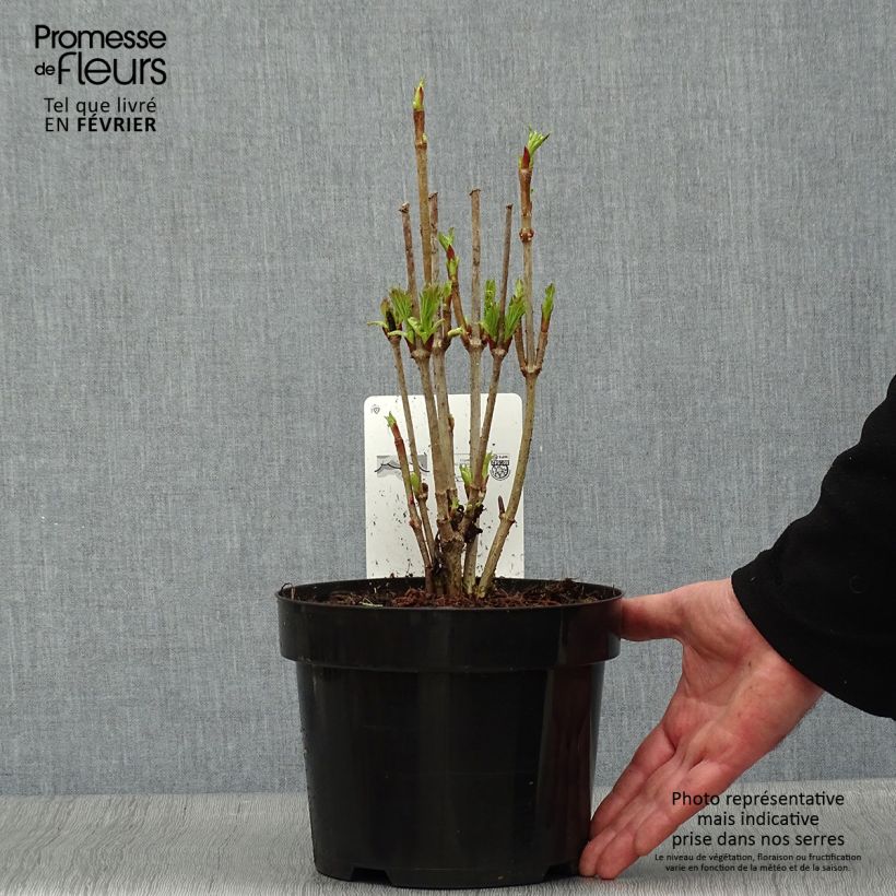 Viburnum trilobum Bailey Compact - Viburno Maceta 3L/4L Ejemplar entregado en invierno