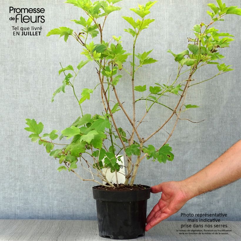 Ejemplar de Viburnum trilobum Wentworth - Viburno Maceta 3L/4L entregado en verano