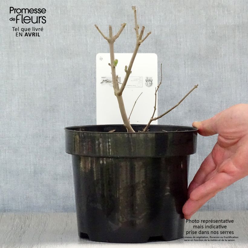 Vitex agnus-castus Albus - Sauzgatillo Maceta 3L/4L Ejemplar entregado en la primavera