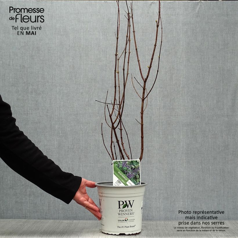 Vitex agnus-castus Blue Didley - Sauzgatillo Maceta 3L/4L Ejemplar entregado en la primavera