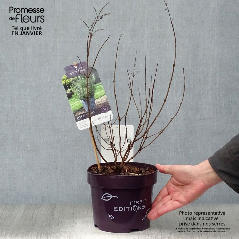 Vitex agnus-castus Blue Puffball - Sauzgatillo Maceta 3L/4L Ejemplar entregado en invierno