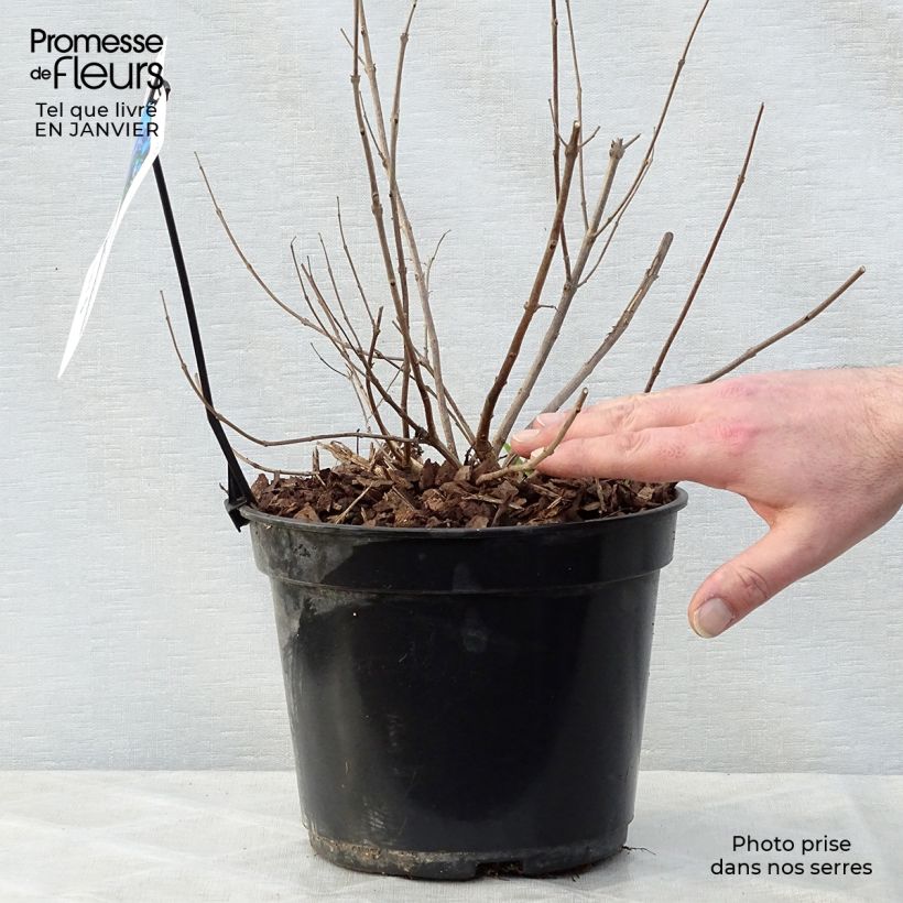 Vitex agnus-castus Delta Blues - Sauzgatillo Maceta 3L/4L Ejemplar entregado en invierno