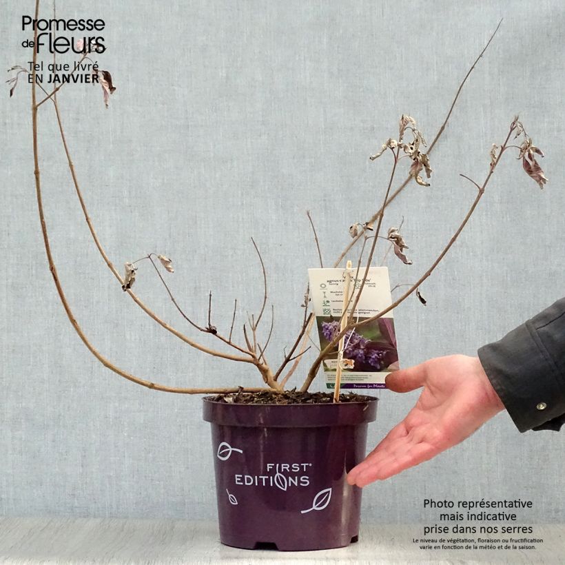 Vitex agnus-castus Flip Side - Sauzgatillo Maceta 3L/4L Ejemplar entregado en invierno