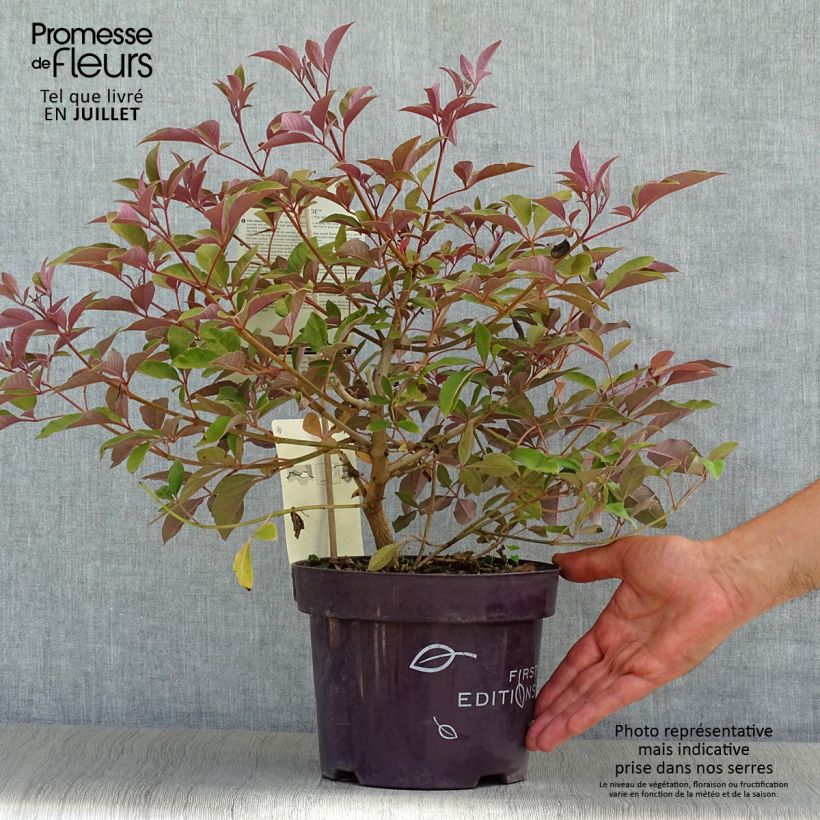 Ejemplar de Vitex agnus-castus Flip Side - Sauzgatillo Maceta 3L/4L entregado en verano