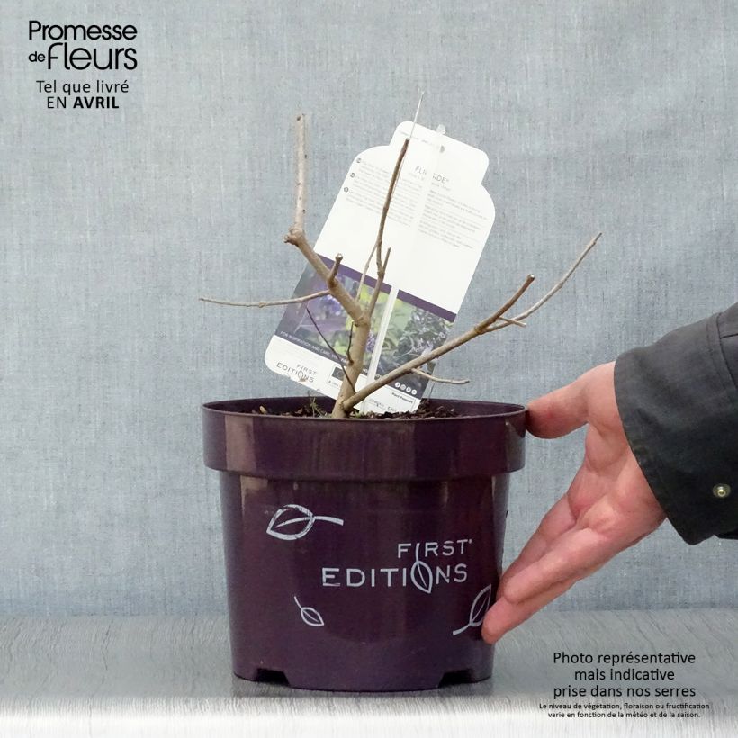 Vitex agnus-castus Flip Side - Sauzgatillo Maceta 3L/4L Ejemplar entregado en la primavera