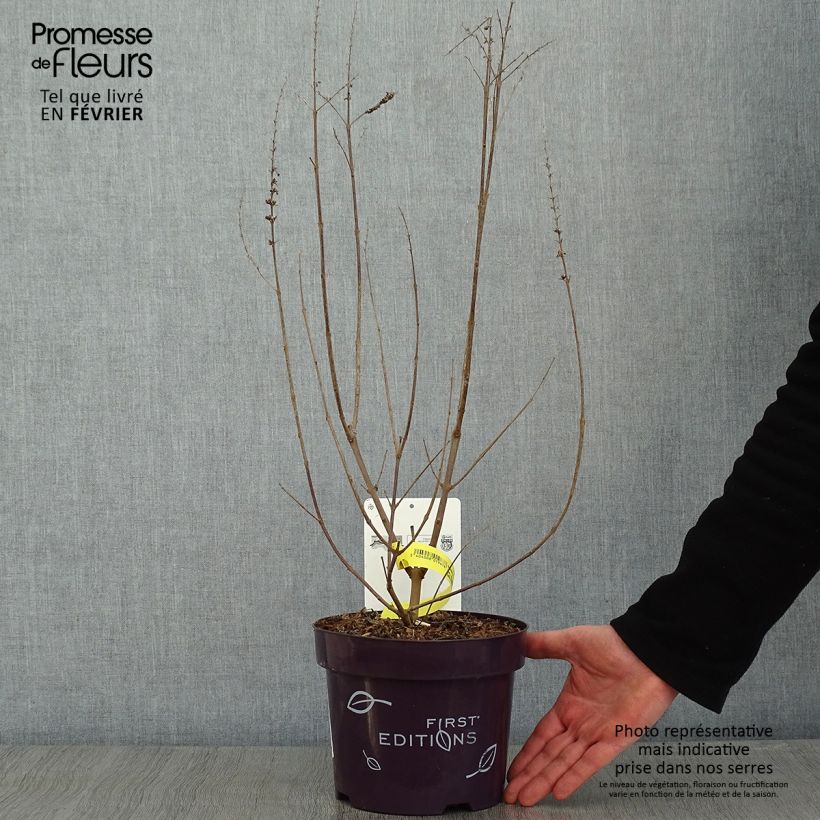 Vitex agnus-castus Galactic Pink - Sauzgatillo Maceta 3L/4L Ejemplar entregado en invierno