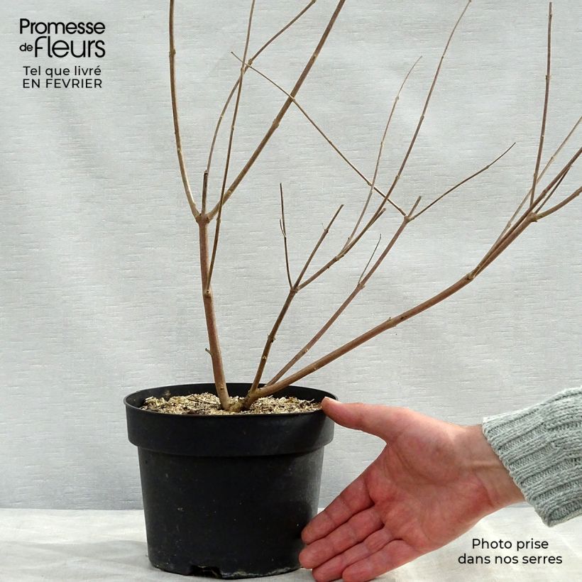 Vitex agnus-castus Latifolia - Sauzgatillo Maceta 2L/3L Ejemplar entregado en invierno