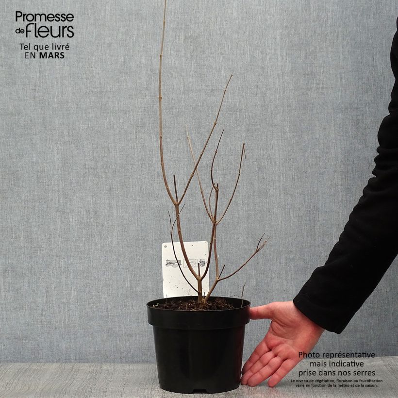 Vitex agnus-castus Latifolia - Sauzgatillo Maceta 2L/3L Ejemplar entregado en la primavera