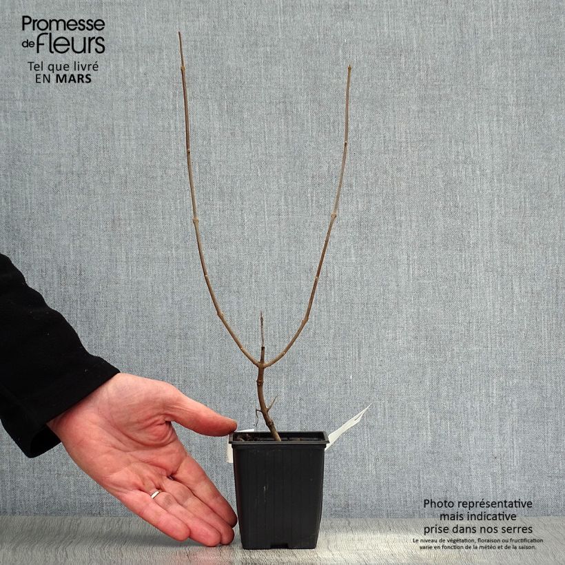 Vitex agnus-castus Latifolia - Sauzgatillo Maceta de 8/9 cm Ejemplar entregado en la primavera