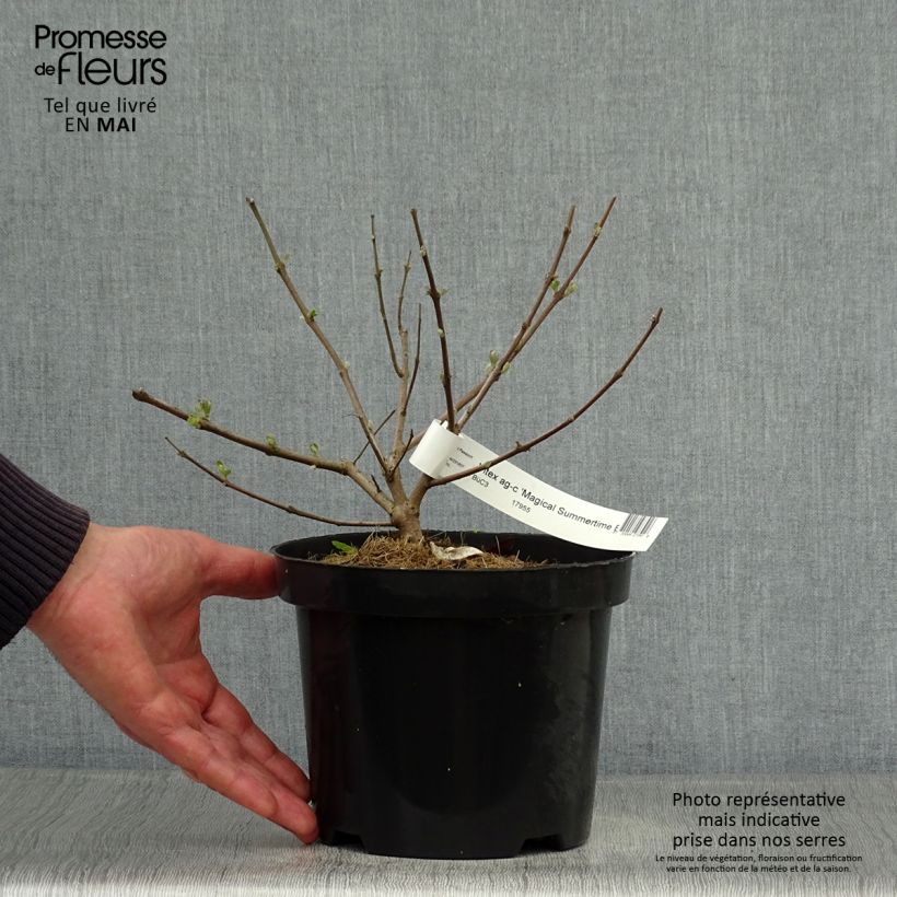 Vitex agnus-castus Magical Summertime Blues - Sauzgatillo Maceta 2L/3L Ejemplar entregado en la primavera