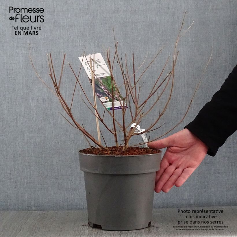 Vitex agnus-castus Pink Pinnacle - Sauzgatillo Maceta 3L/4L Ejemplar entregado en invierno