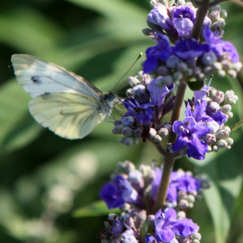 Vitex agnus-castus Queen Bee - Sauzgatillo (Floración)