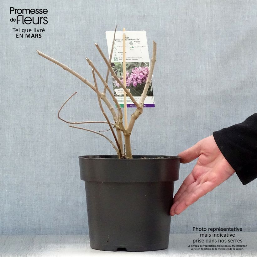 Vitex agnus-castus Santamaria - Sauzgatillo Maceta 3L/4L Ejemplar entregado en la primavera