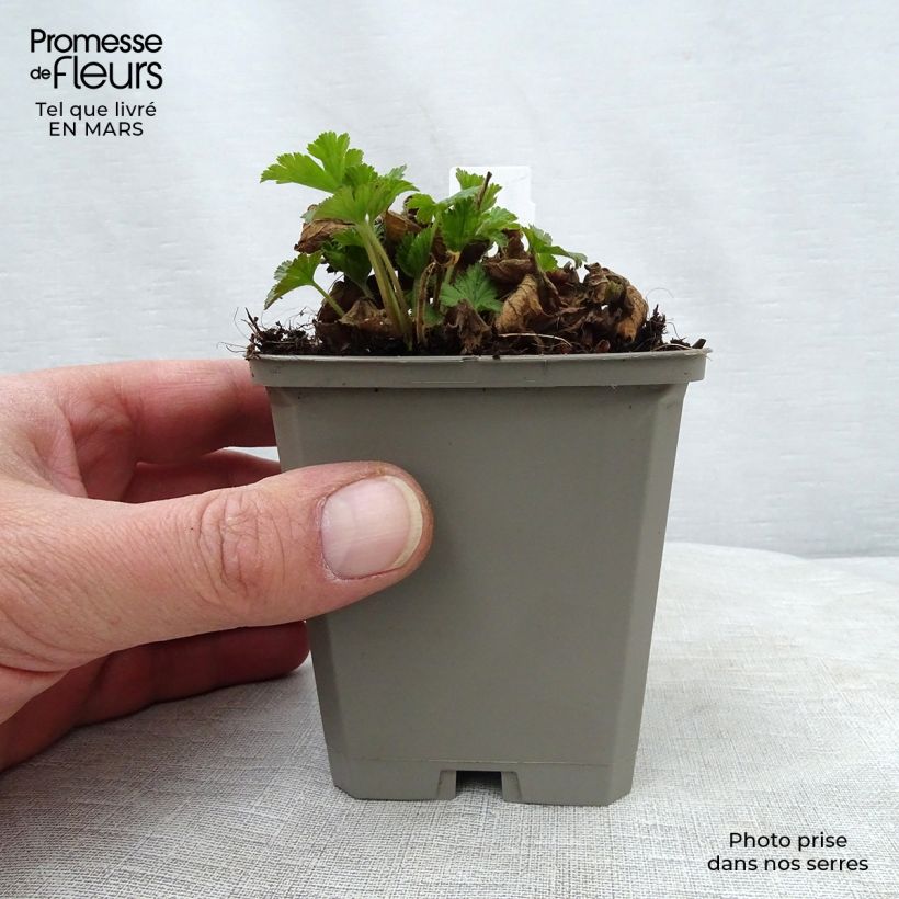 Waldsteinia geoides Maceta de 8/9 cm Ejemplar entregado en la primavera