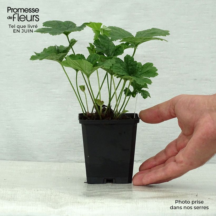 Ejemplar de Waldsteinia geoides Maceta de 8/9 cm entregado en verano