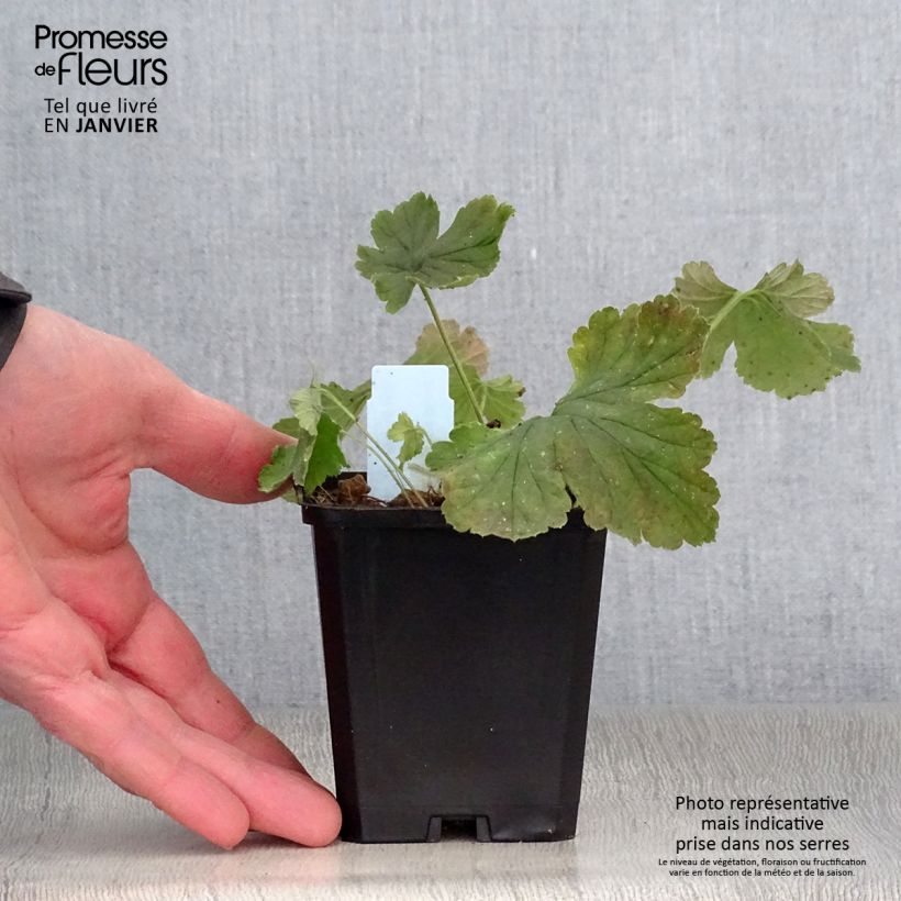 Waldsteinia geoides Maceta de 8/9 cm Ejemplar entregado en invierno