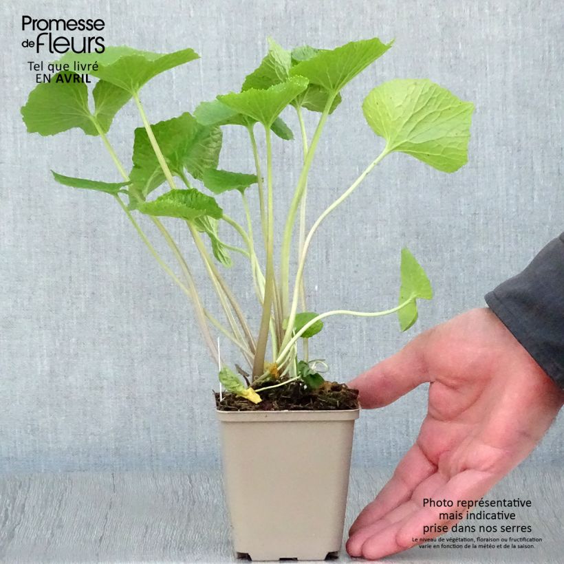 Wasabi - Eutrema japonica Maceta de 8/9 cm Ejemplar entregado en la primavera