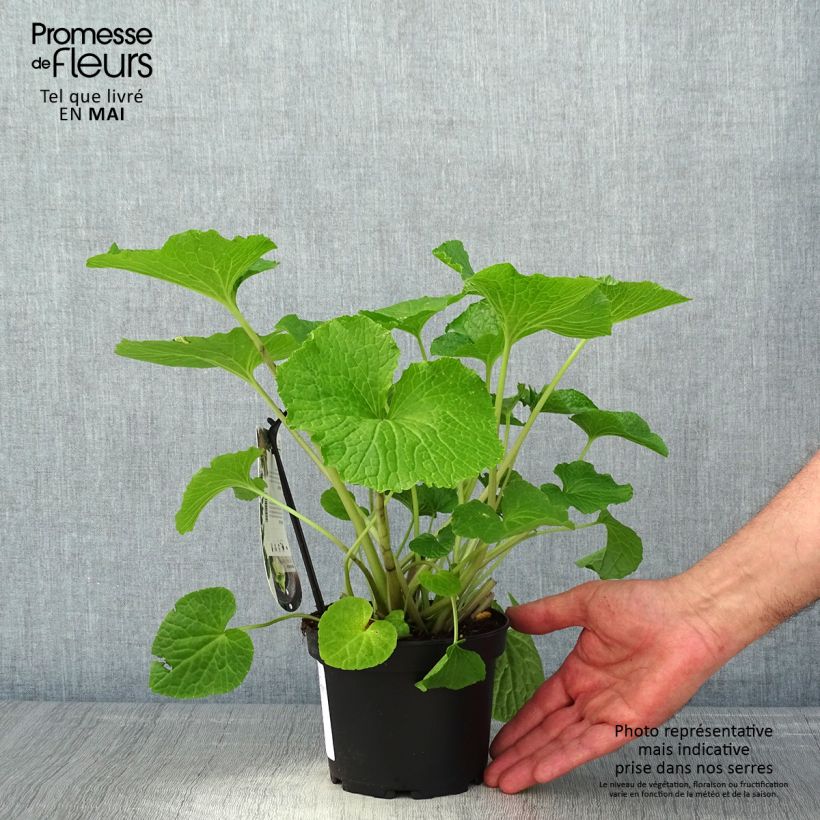 Wasabi - Eutrema japonica Maceta 1,5L/2L Ejemplar entregado en la primavera