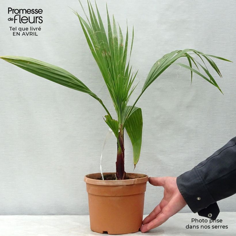 Washingtonia robusta - Palmera de abanico Maceta 2L/3L Ejemplar entregado en la primavera