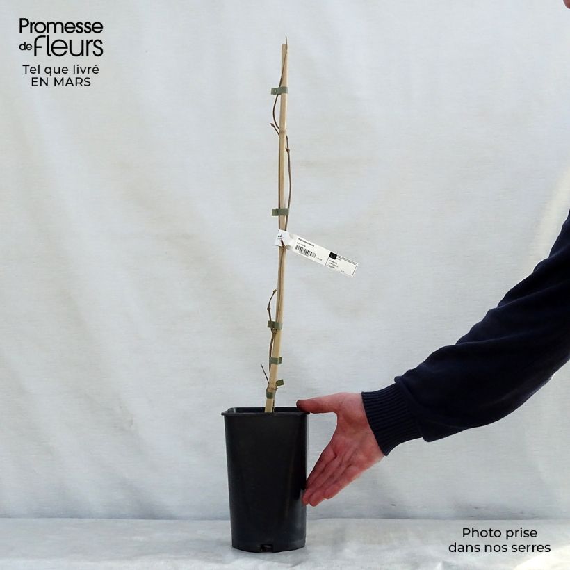 Dregea sinensis - Dregea china Maceta 2L/3L Ejemplar entregado en la primavera