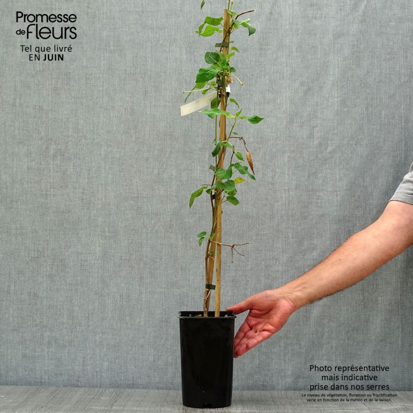 Ejemplar de Dregea sinensis - Dregea china Maceta 2L/3L entregado en verano
