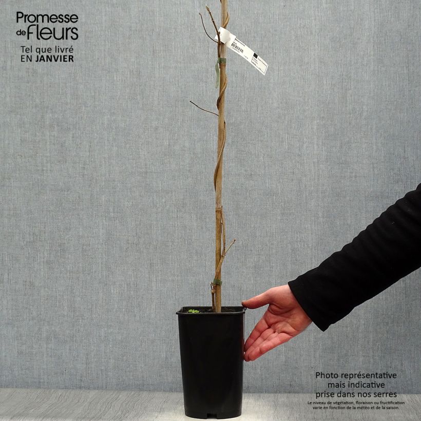 Dregea sinensis - Dregea china Maceta 2L/3L Ejemplar entregado en invierno