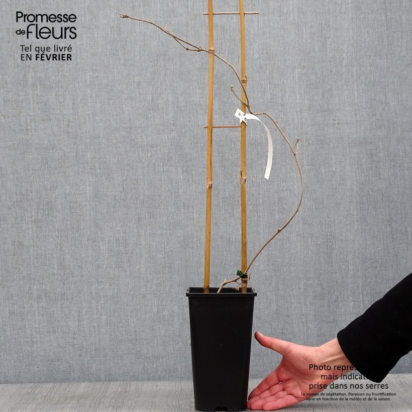 Wattakaka sinensis Variegata - Dregean de China Maceta 2L/3L Ejemplar entregado en invierno