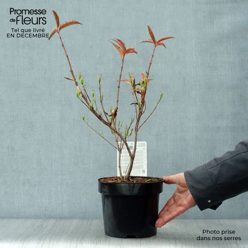 Weigela All Summer Red - Veigela Maceta 3L/4L Ejemplar entregado en invierno