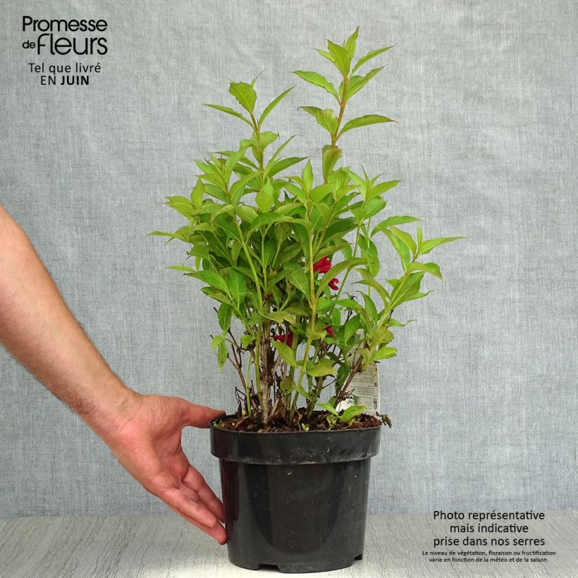 Ejemplar de Weigela All Summer Red - Veigela Maceta 3L/4L entregado en verano
